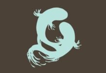 Entrevista a Ana María Caro, de Ediciones Tomodomo – 31 Manga Barcelona Entrevista Tomodomo - Portada - Hanami Dango