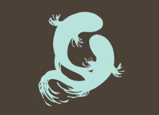 Entrevista a Ana María Caro, de Ediciones Tomodomo – 31 Manga Barcelona Entrevista Tomodomo - Portada - Hanami Dango