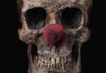 Sitges 2025: Todos los animes del festival Sitges 2025 - Hanami Dango